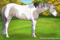 Horse Color:Bay Sabino Tobiano
