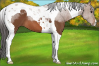 Horse Color:Bay Tobiano 