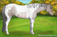 Horse Color:Bay Tobiano 