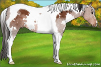 Horse Color:White Spotted Bay Tobiano