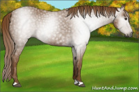 Horse Color:Gray Chestnut 