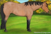 Horse Color:Bay Roan Rabicano 