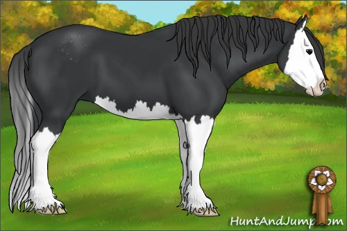 Horse Color: Black Sabino Splash 