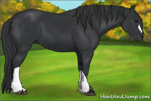 Horse Color: Black 