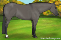 Horse Color:Grullo 