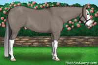 Horse Color:Grullo Splash 