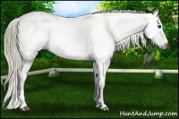 Horse Color:Gray Buckskin Roan Splash Varnish 
