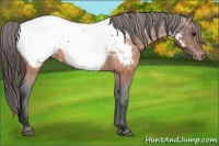 Horse Color:Brown Appaloosa
