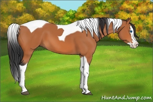 Horse Color: Bay Splash Tobiano 