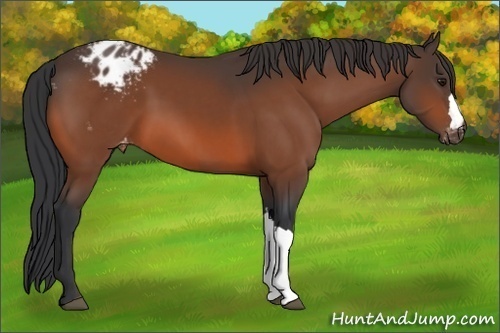 Horse Color:Unknown 