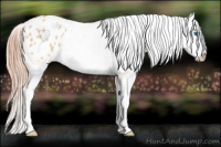 Horse Color:Red Dun Splash Appaloosa 