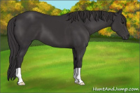 Horse Color:Smoky Black