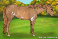 Horse Color:Chestnut Splash Frame  Brindle