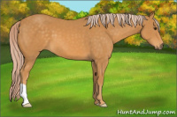 Horse Color:Palomino 
