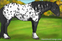 Horse Color:Black Tobiano Blanket