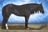 Horse Color:Smoky Black 