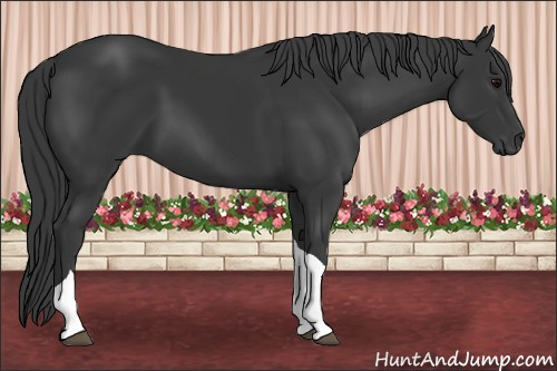 Horse Color: Black Tobiano 