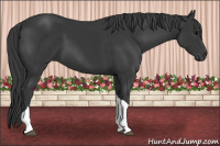 Horse Color:Black Tobiano 