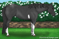 Horse Color:Blue Roan Tobiano