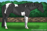 Horse Color:Black Tobiano 