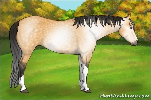 Horse Color:Gray Buckskin Dun Tobiano 
