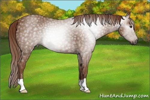 Horse Color:Gray Chestnut 