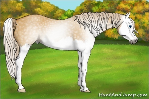 Horse Color:Gray Palomino Dun Splash
