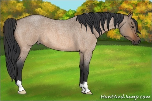 Horse Color:Bay Roan Dun