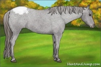 Horse Color:Smoky Black Snowcap 