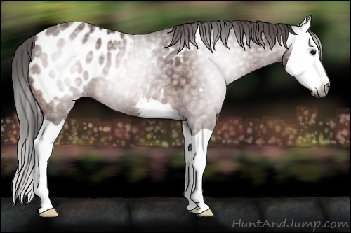 Horse Color:Gray Bay Splash Appaloosa 