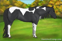 Horse Color:Black Tobiano 