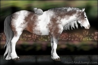 Horse Color:White Spotted Bay Splash 