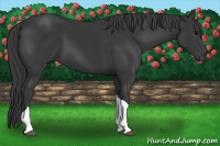 Horse Color:Black Tobiano