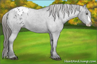 Horse Color:Black Splash Appaloosa 