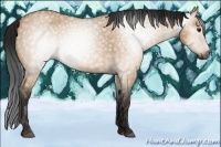 Horse Color:Gray Bay Roan Dun 