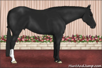 Horse Color:Gray Black 