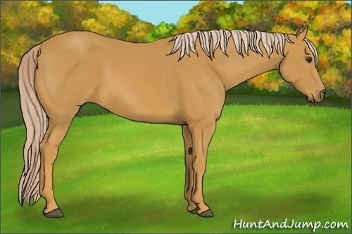 Horse Color: Palomino 