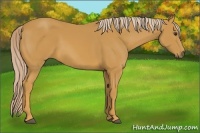 Horse Color:Palomino 