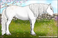 Horse Color:Gold Cream Champagne Roan Pearl Splash Appaloosa 