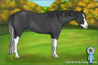 Horse Color:Blue Roan Splash 