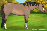 Horse Color:Bay Dun 