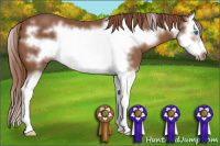 Horse Color:Chestnut Splash Frame 