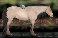 Horse Color:Amber Champagne Roan 