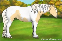 Horse Color:Palomino Tobiano 