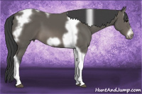 Horse Color:Black Splash Tobiano Frame 