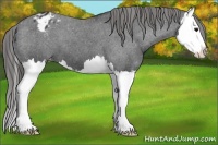 Horse Color:Black Splash Appaloosa 