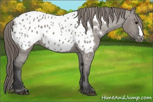 Horse Color:Grullo Near Leopard