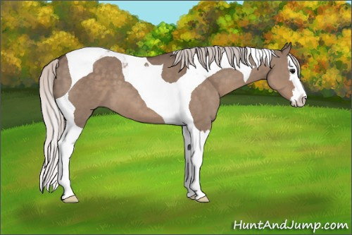 Horse Color: Unknown 