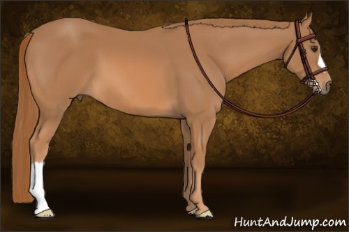 Horse Color: Chestnut 