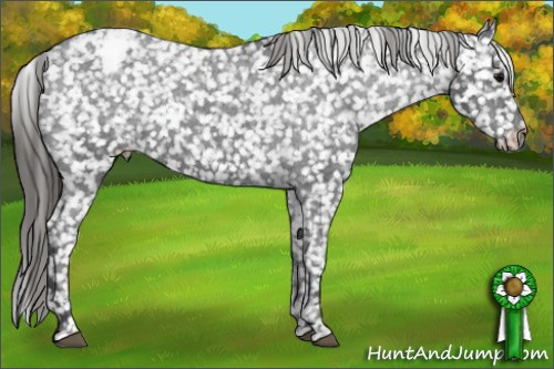 Horse Color: Brown Snowcap 